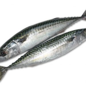 mackerel fish