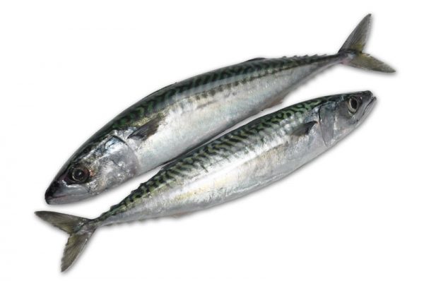 mackerel fish