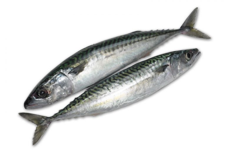 mackerel fish