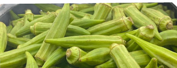 Freshly sourced Okro