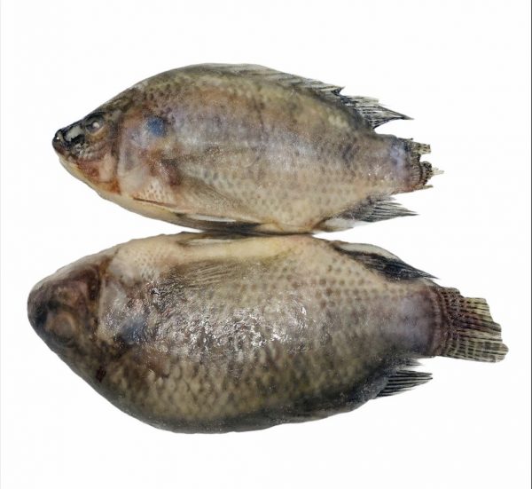 tilapia