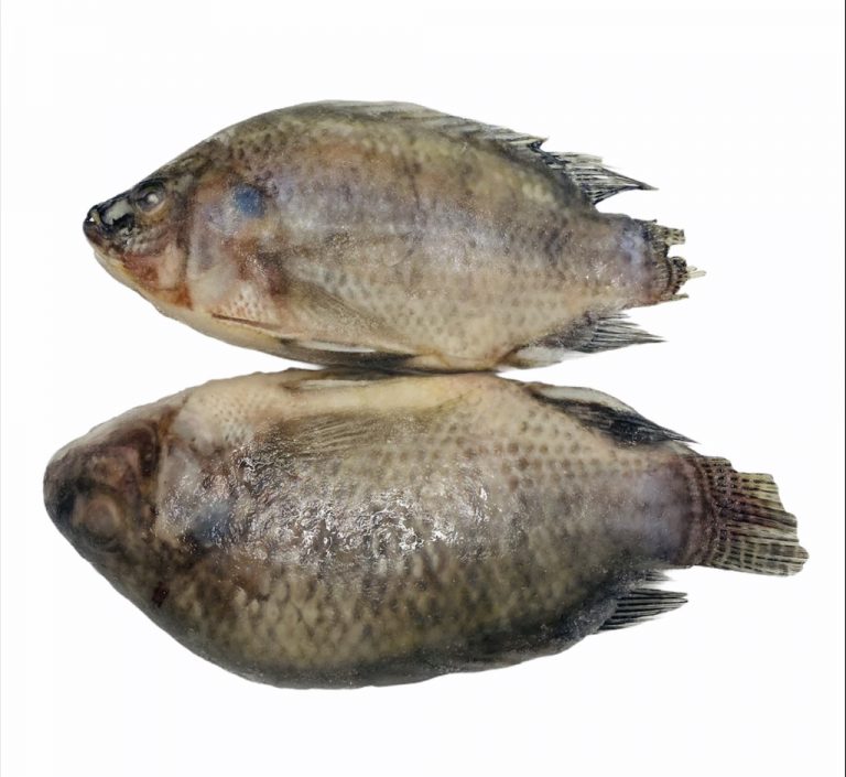 tilapia